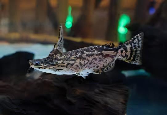 Colombian Wood Catfish Trachelyopterus Insignis 5cm - Real Aquatics