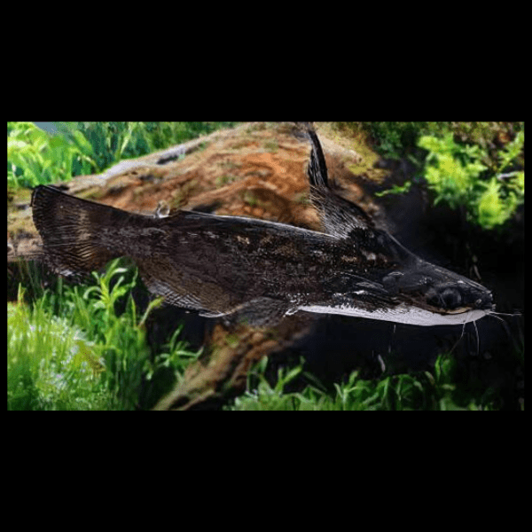 Colombian Wood Catfish Trachelyopterus Insignis 5cm - Real Aquatics