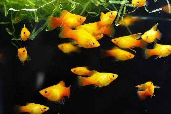 Comet Gold Platy Xiphophorus Maculatus 3cm - Real Aquatics