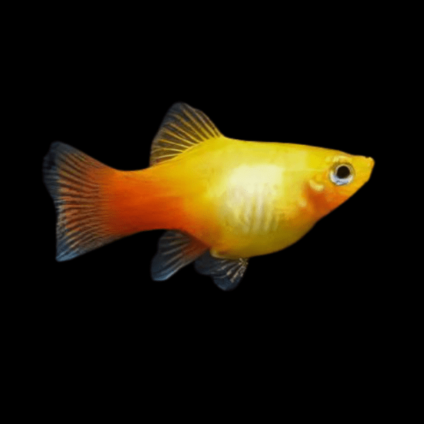 Comet Gold Platy Xiphophorus Maculatus 3cm - Real Aquatics
