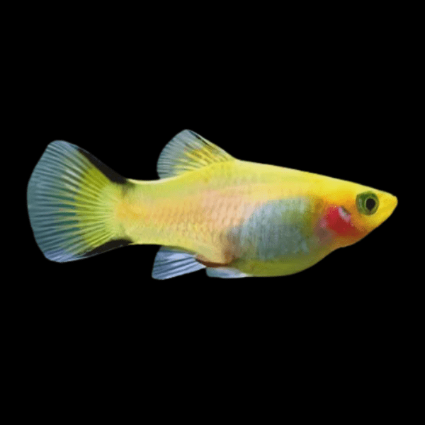 Comet Platy Xiphophorus Maculatus 3cm - Real Aquatics