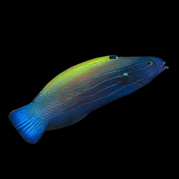 Comet Wrasse Labropsis Xanthonota - Real Aquatics