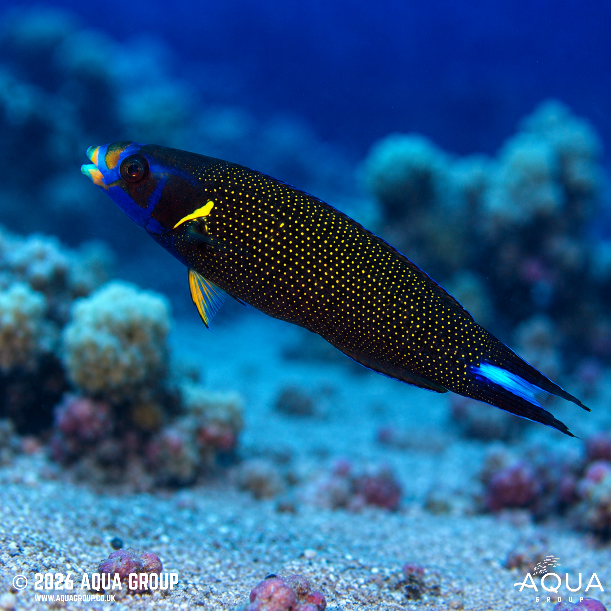 Comet Wrasse (Labropsis xanthonota)