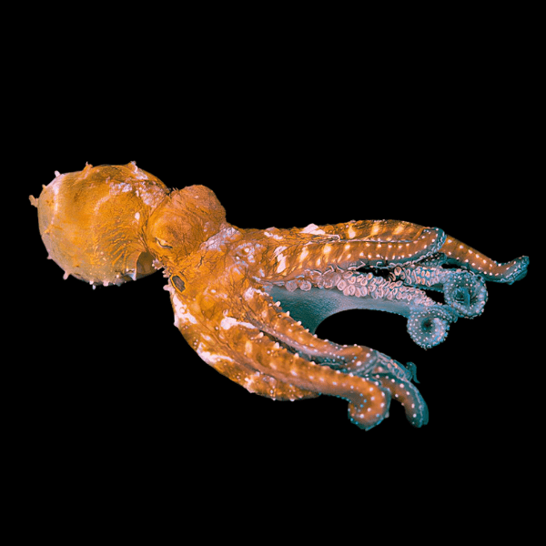 Common Day Octopus Octopus Cyanea - Real Aquatics