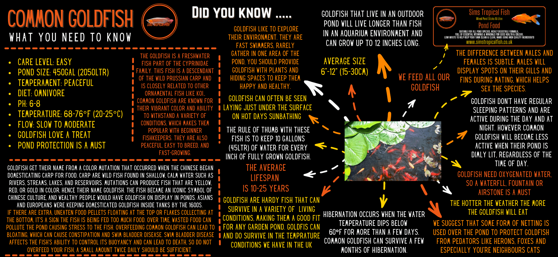 Goldfish Sarasa Red and White Comet Carassius Auratus