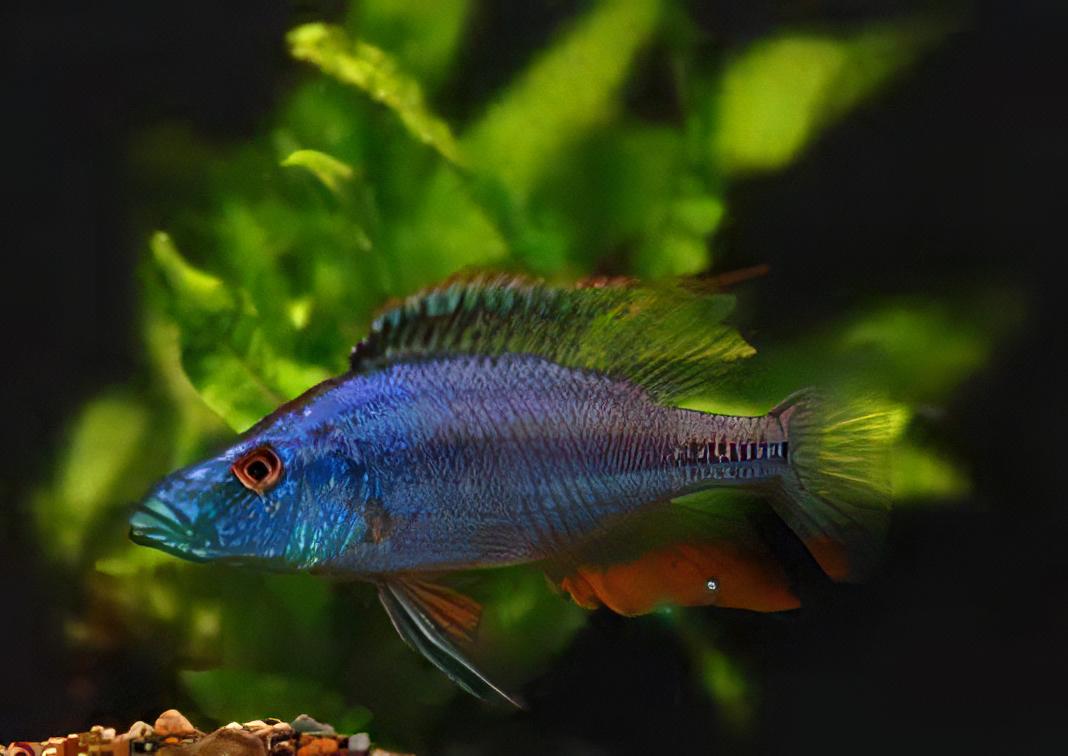 Haplochromis Compressiceps Malawi African Cichlid