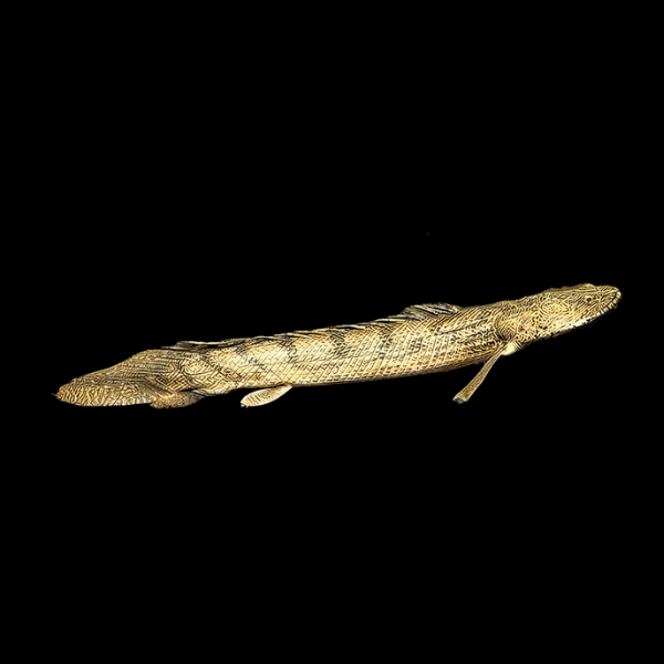 Congo Bichir Polypterus Congicus Endlicheri 10cm - Real Aquatics