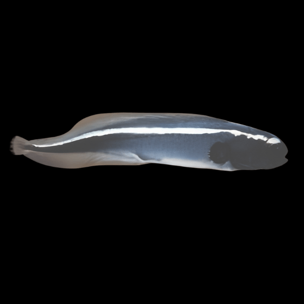 Convict Goby Pholidichthys Leucotaenia - Real Aquatics