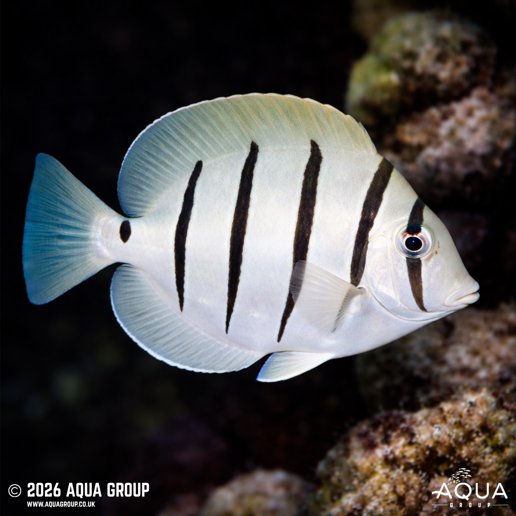 Convict Tang (Acanthurus triostegus)