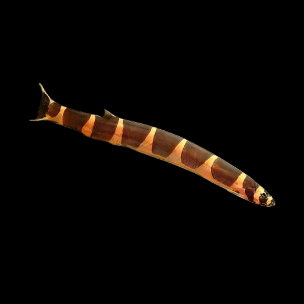Coolie Khuli Loach Pangio kuhlii 4cm - Real Aquatics