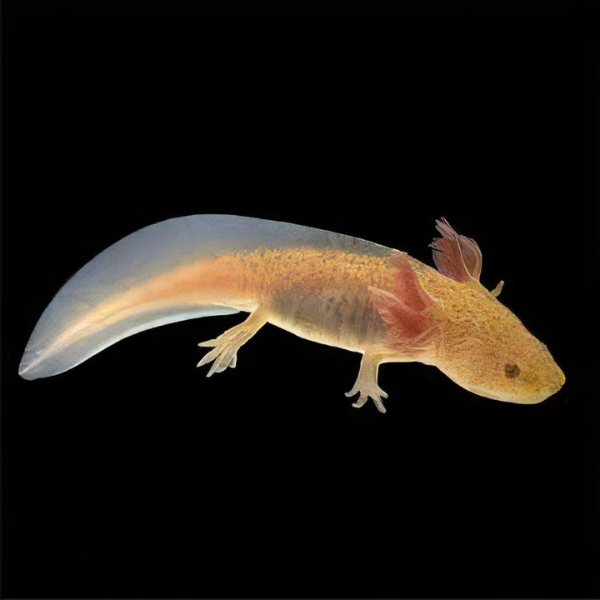Copper Black Eye Axolotl Ambystoma Mexicanum