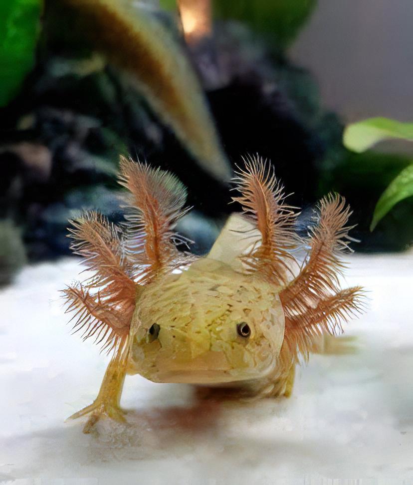 Copper Black Eye Axolotl Ambystoma Mexicanum