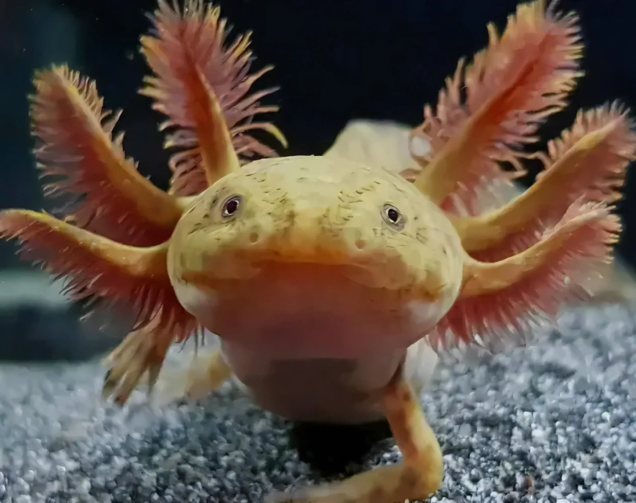 Copper Black Eye Axolotl Ambystoma Mexicanum