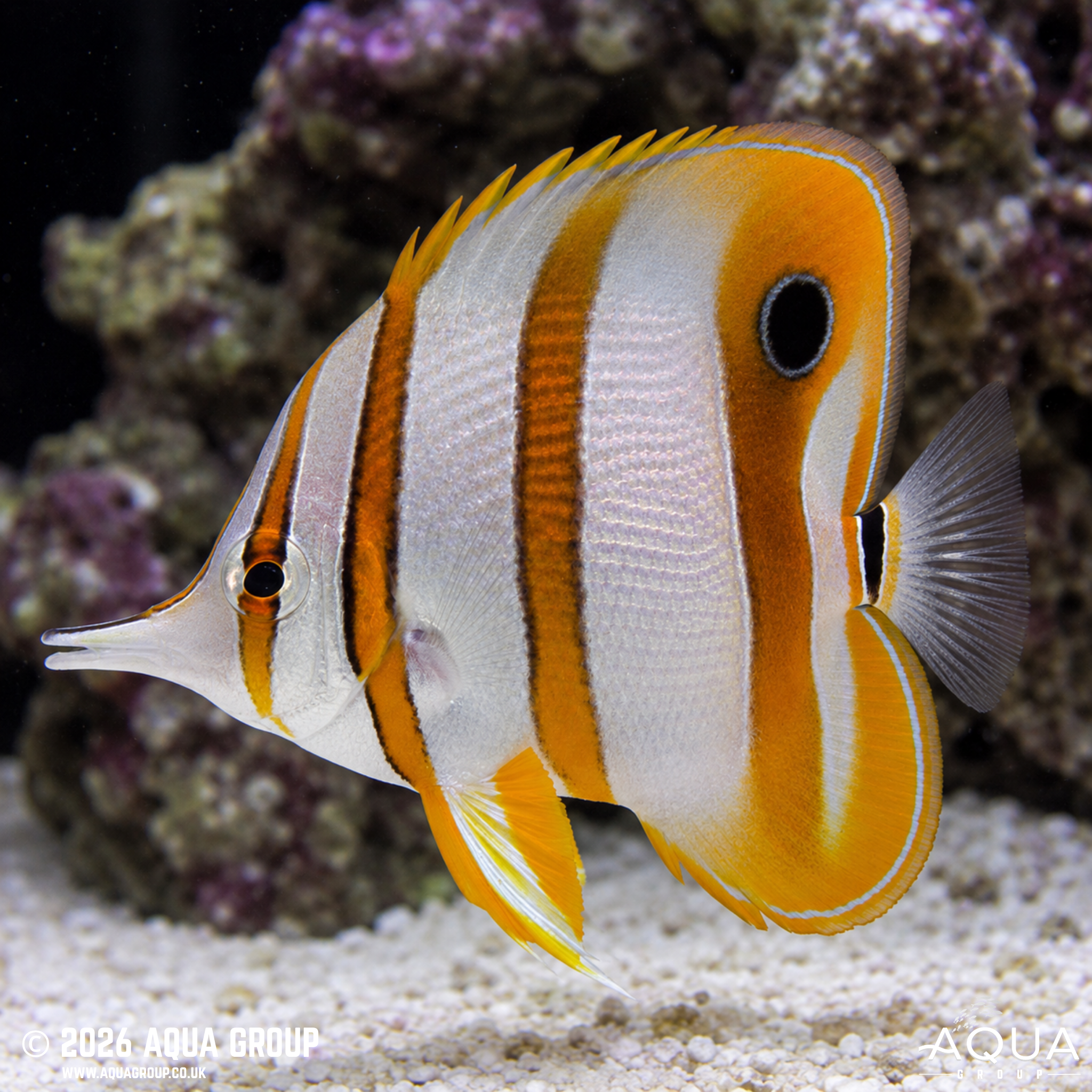 Copperband Butterflyfish (Chelmon rostratus)