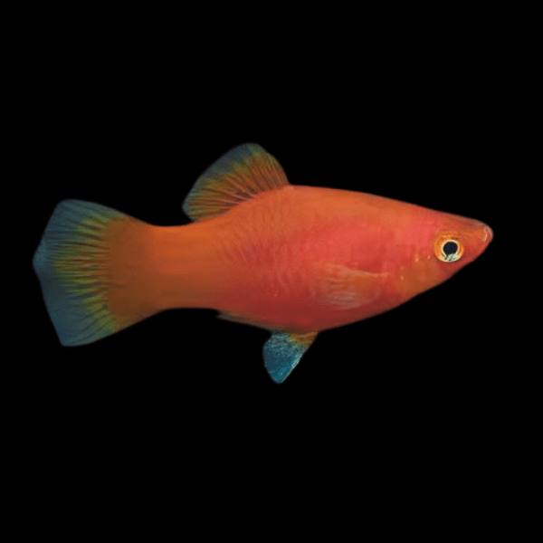 Coral Platy Xiphophorus Maculatus 3cm - Real Aquatics