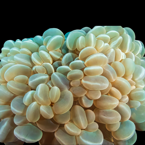 Coral Sea Bubble Hard Coral Plerogyra Sp - Real Aquatics
