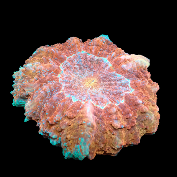 Coral Sea Elephant Eye Hard Coral Scolymia Sp - Real Aquatics