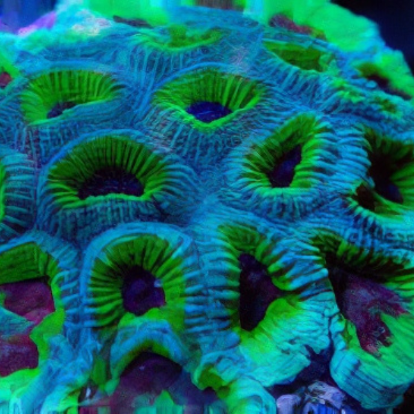 Coral Sea Moon Hard Coral Gonlastrea Sp - Real Aquatics