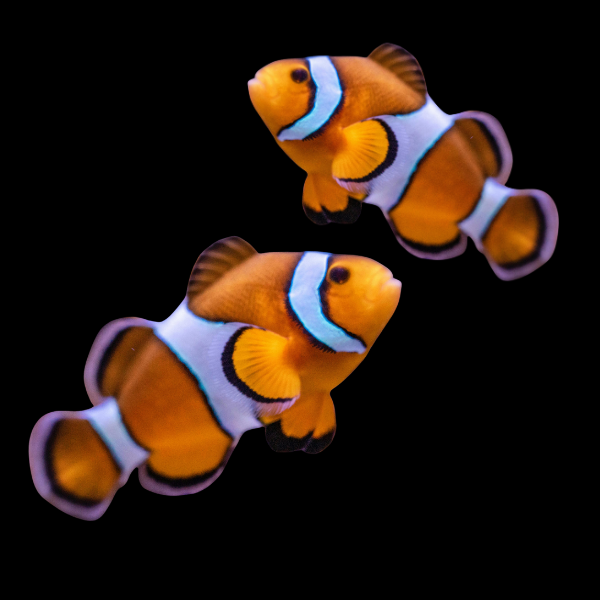 Coral Sea Percula Clownfish Amphiprion Ocellaris Pair - Real Aquatics