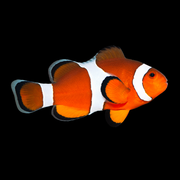 Coral Sea Percula Clownfish Amphiprion Ocellaris - Real Aquatics