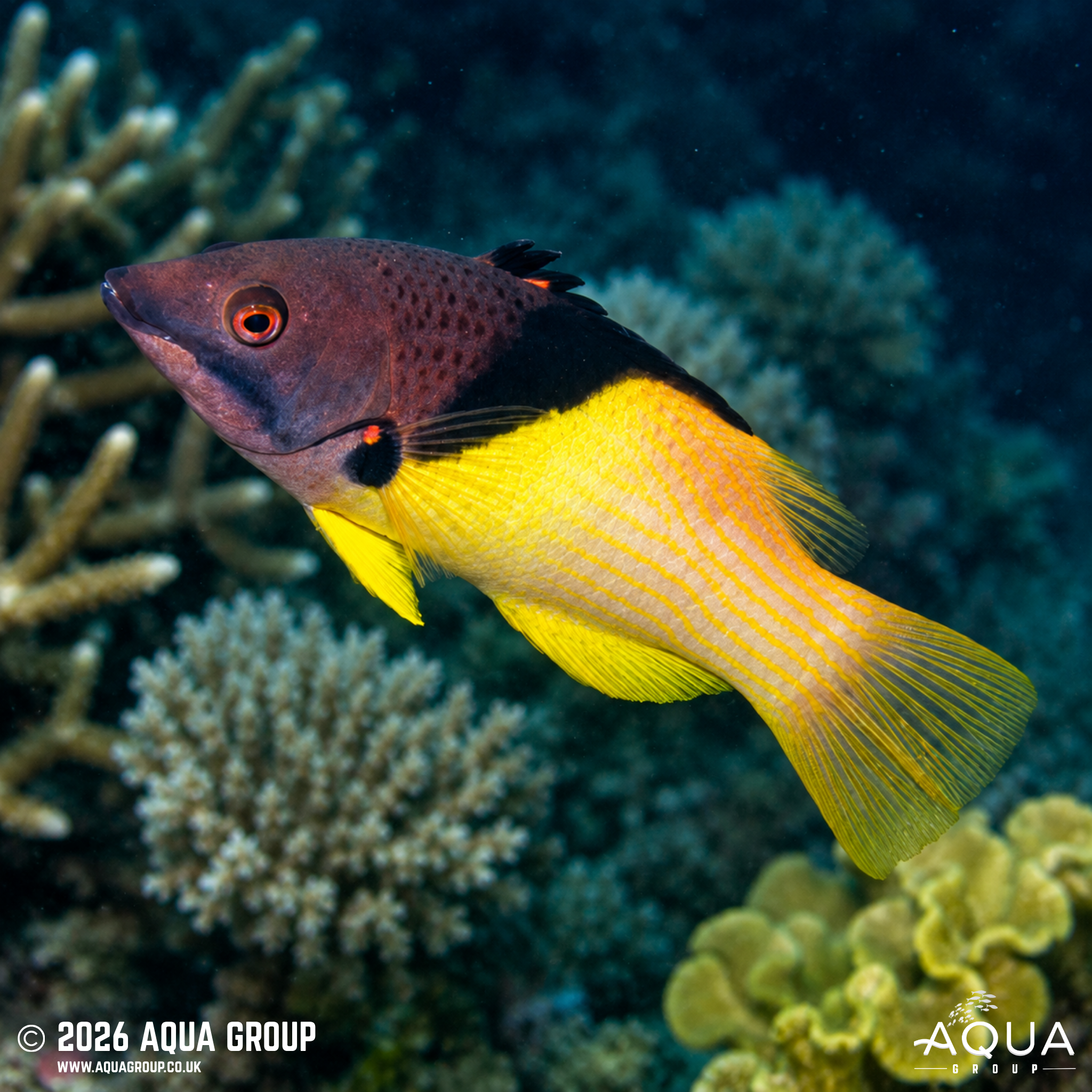 Coral Hogfish (Bodianus mesothorax)
