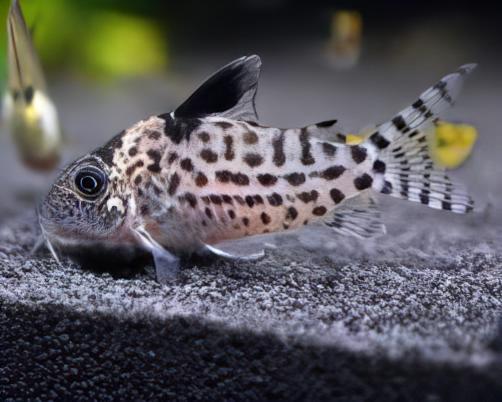 Agassiz's Spotted Corydoras Agassizii 3cm Catfish - Real Aquatics