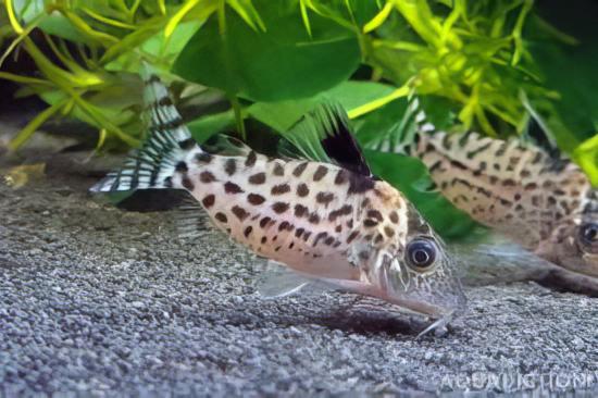 Agassiz's Spotted Corydoras Agassizii 3cm Catfish - Real Aquatics
