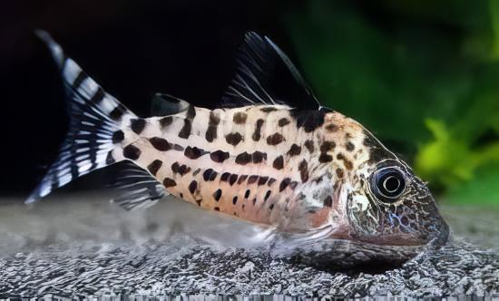 Agassiz's Spotted Corydoras Agassizii 3cm Catfish - Real Aquatics