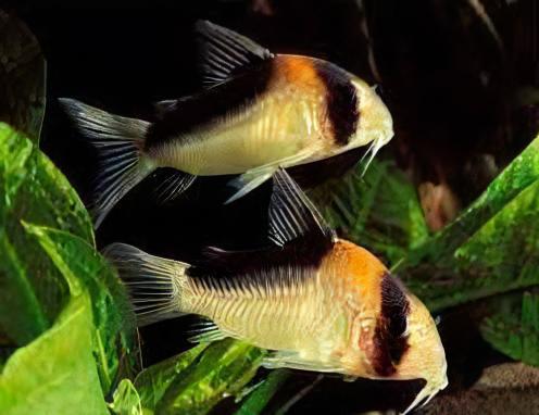 Adolfos Corydoras Adolphi 4cm Catfish - Real Aquatics