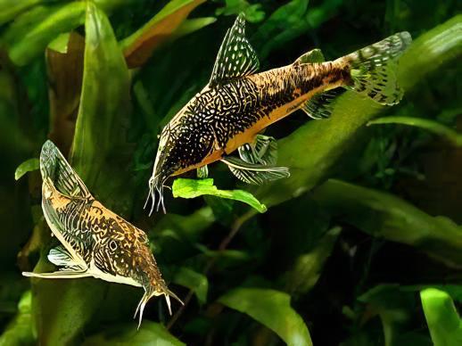 Bearded Banded Corydoras Barbatus 4cm Catfish - Real Aquatics