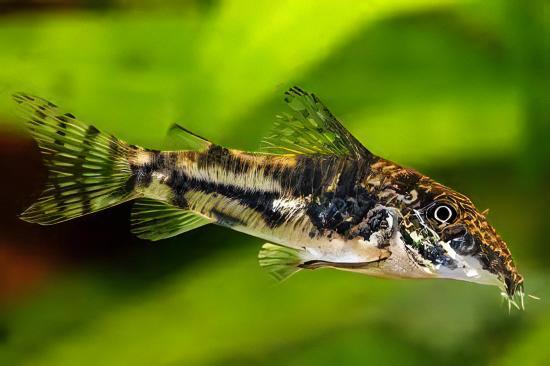 Bearded Banded Corydoras Barbatus 4cm Catfish - Real Aquatics