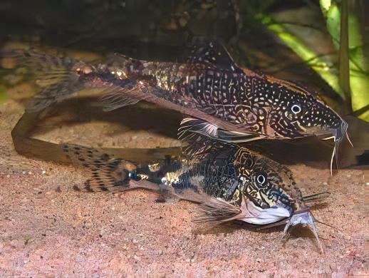 Bearded Banded Corydoras Barbatus 4cm Catfish - Real Aquatics