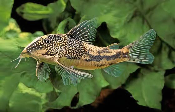 Bearded Banded Corydoras Barbatus 4cm Catfish - Real Aquatics
