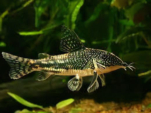 Bearded Banded Corydoras Barbatus 4cm Catfish - Real Aquatics