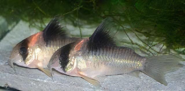 Burgess Corydoras Burgessi 4cm Catfish - Real Aquatics