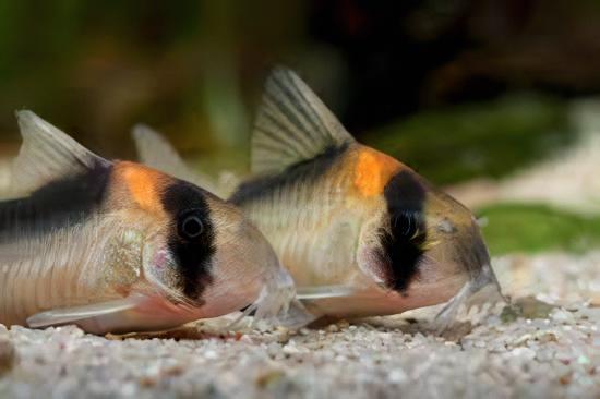 Burgess Corydoras Burgessi 4cm Catfish - Real Aquatics