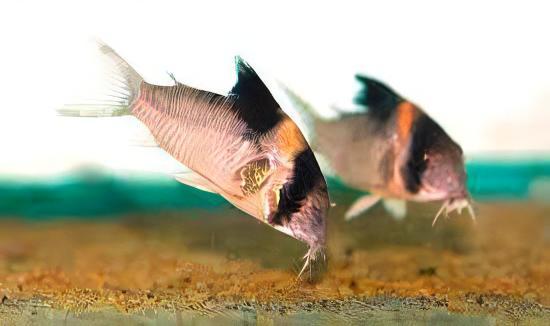 Burgess Corydoras Burgessi 4cm Catfish - Real Aquatics