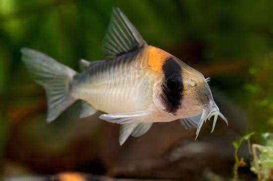 Burgess Corydoras Burgessi 4cm Catfish - Real Aquatics
