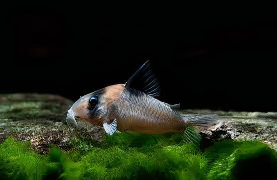 Burgess Corydoras Burgessi 4cm Catfish - Real Aquatics