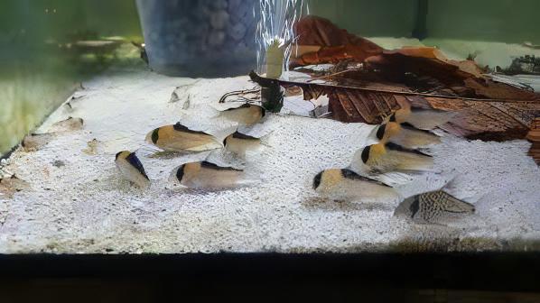 David Sands Corydoras Davidsandsi CW107 4cm Catfish - Real Aquatics