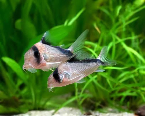 David Sands Corydoras Davidsandsi CW107 4cm Catfish - Real Aquatics