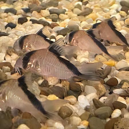 David Sands Corydoras Davidsandsi CW107 4cm Catfish - Real Aquatics