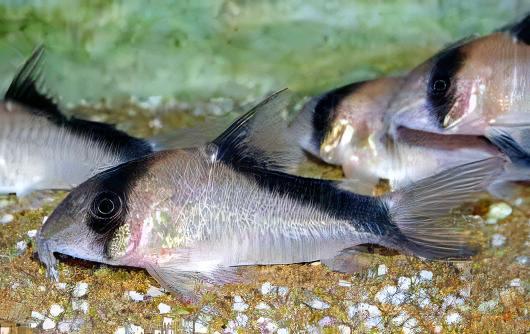 David Sands Corydoras Davidsandsi CW107 4cm Catfish - Real Aquatics