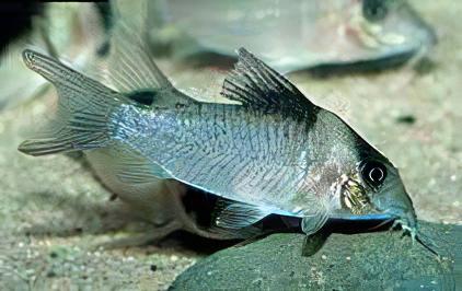 Yellow Head Corydoras Crypticus 4cm Catfish - Real Aquatics