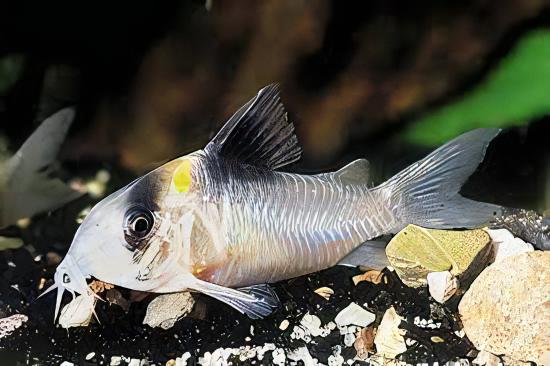 Yellow Head Corydoras Crypticus 4cm Catfish - Real Aquatics
