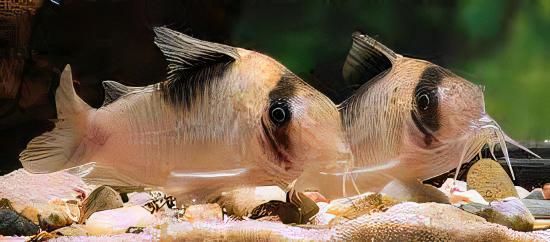 Yellow Head Corydoras Crypticus 4cm Catfish - Real Aquatics