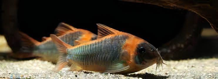 Horsemans True Eques Corydoras Eques 4cm Catfish - Real Aquatics