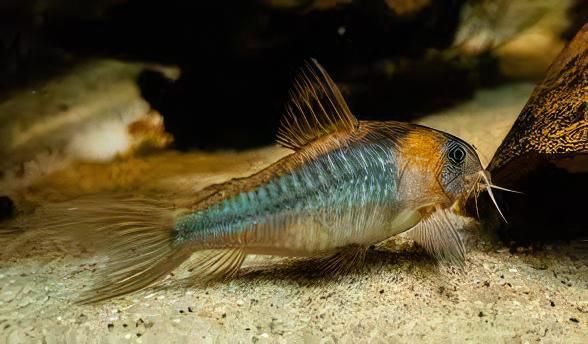 Horsemans True Eques Corydoras Eques 4cm Catfish - Real Aquatics