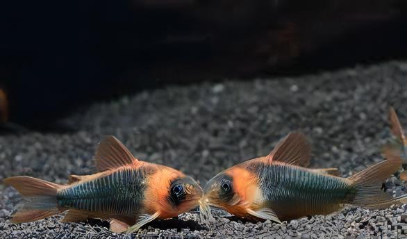 Horsemans True Eques Corydoras Eques 4cm Catfish - Real Aquatics