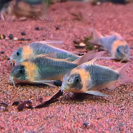 Horsemans True Eques Corydoras Eques 4cm Catfish - Real Aquatics
